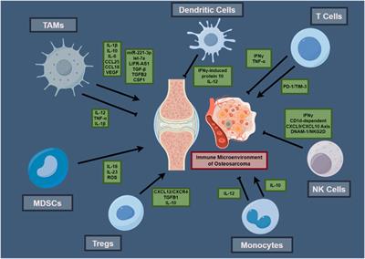Advancements in osteosarcoma management: integrating immune microenvironment insights with immunotherapeutic strategies